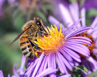 Bi besøger blomst 